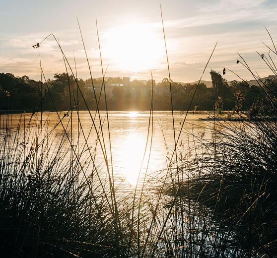 Sunlit lake at sunset framed by tall foreground reeds, with a distant tree line and buildings.