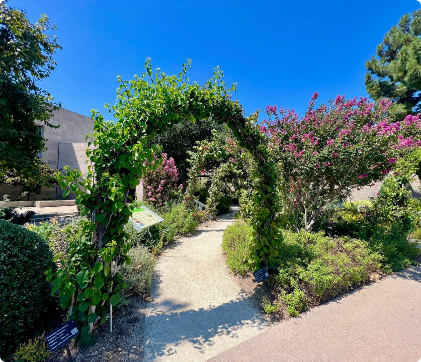 Vine-Covered Arch in a Sunny Garden