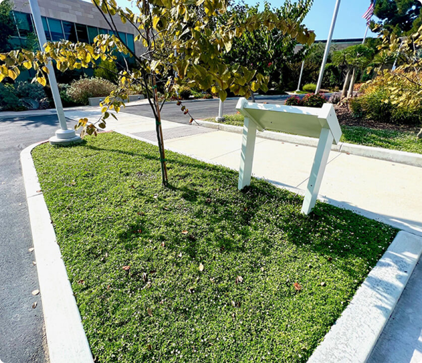 Small grassy median with a young tree and a white empty signboard beside a sidewalk.