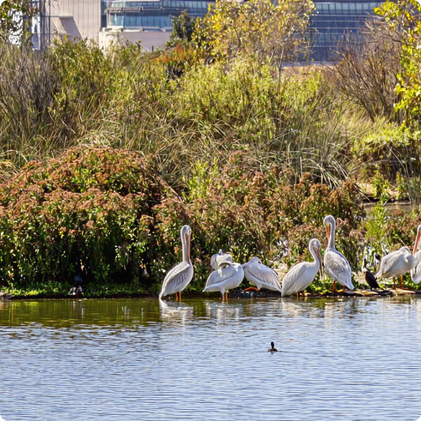 Group of white pelicans standing in a pond with dense shrubs and a city backdrop.