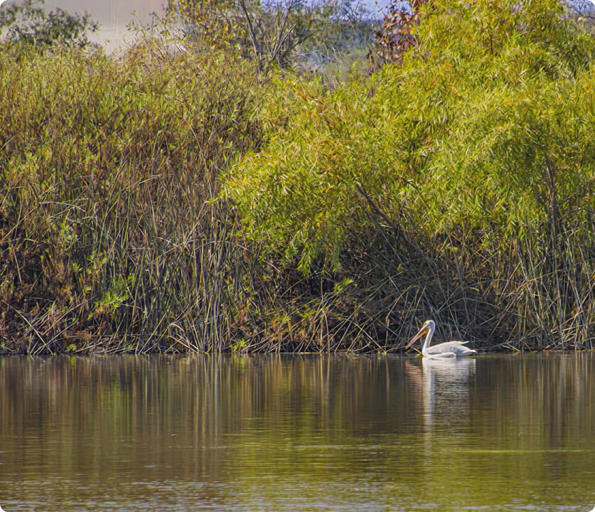 Great white pelican gliding on a sunlit lake with dense green reeds along the shore