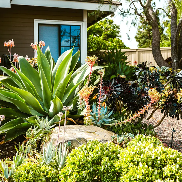 Succulent garden in front yard with agave, aloe, and flowering stems beside a brown house