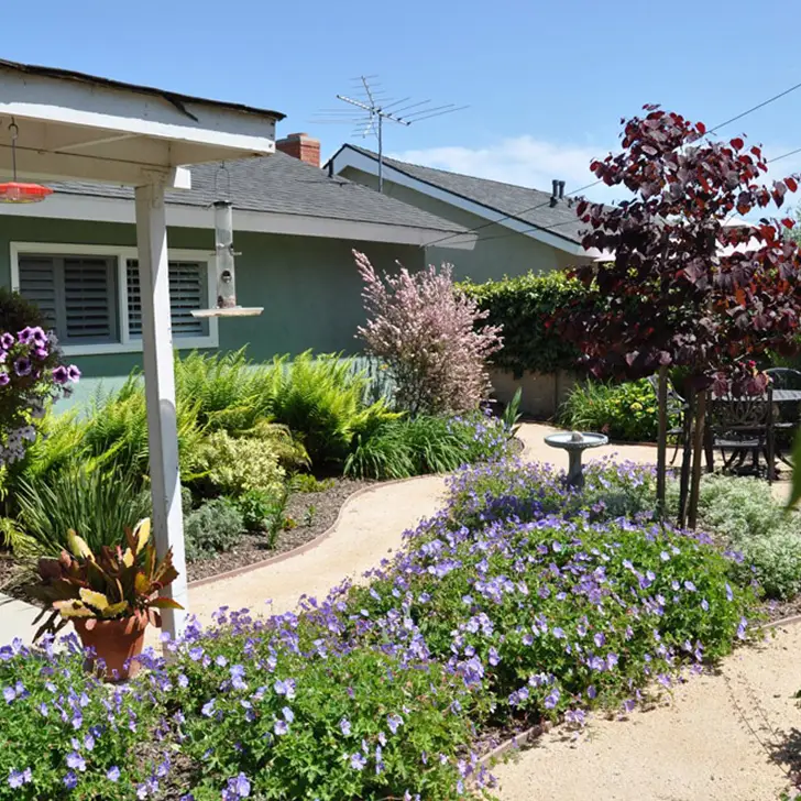 Sunny suburban garden with a curved gravel path, purple flowers, a burgundy tree, and a small birdbath near a green house.