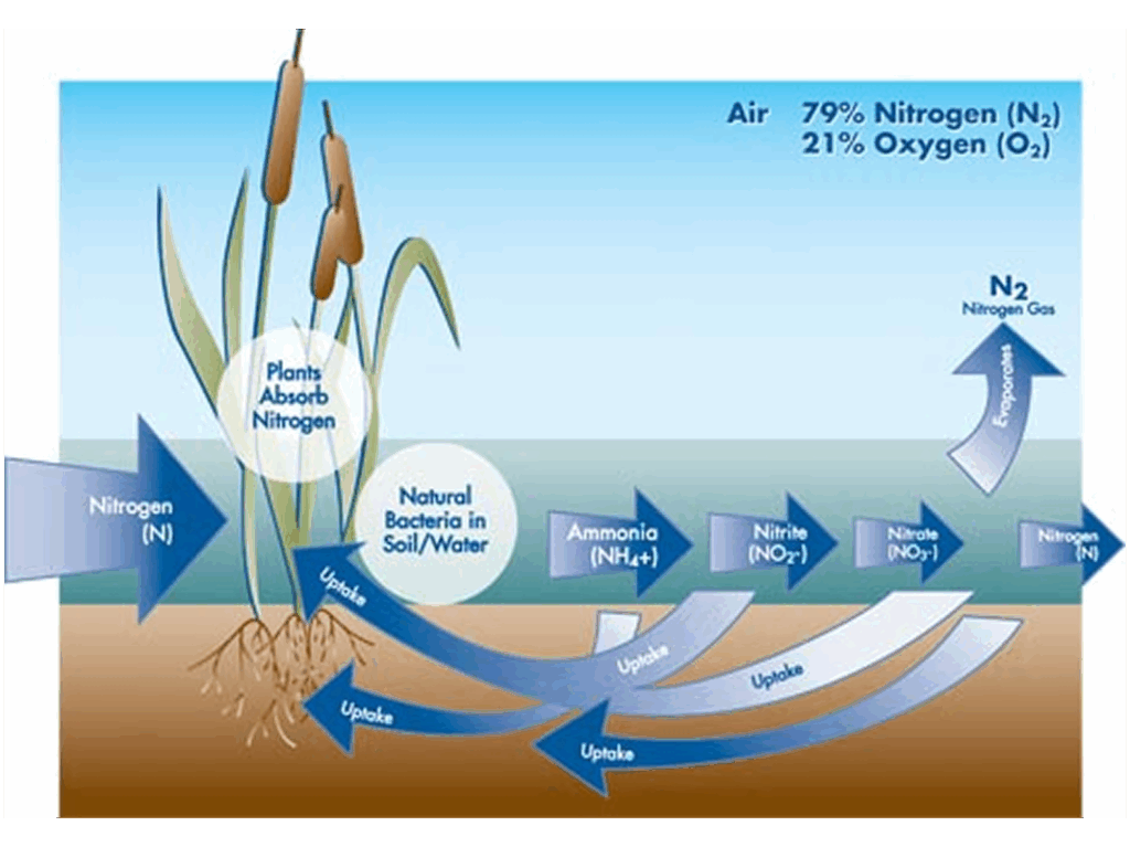 nitrogen-cycle