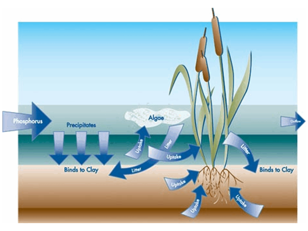 phosphorus-removal