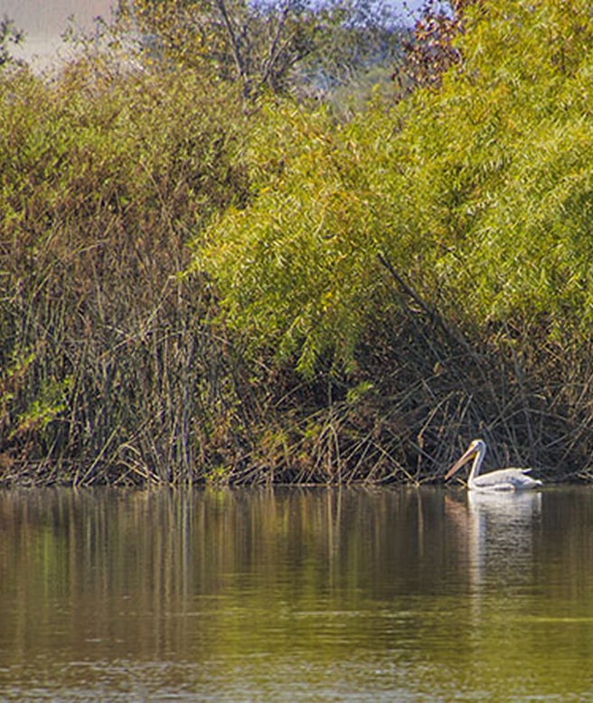 Pelican gliding on a calm river beside dense reeds.