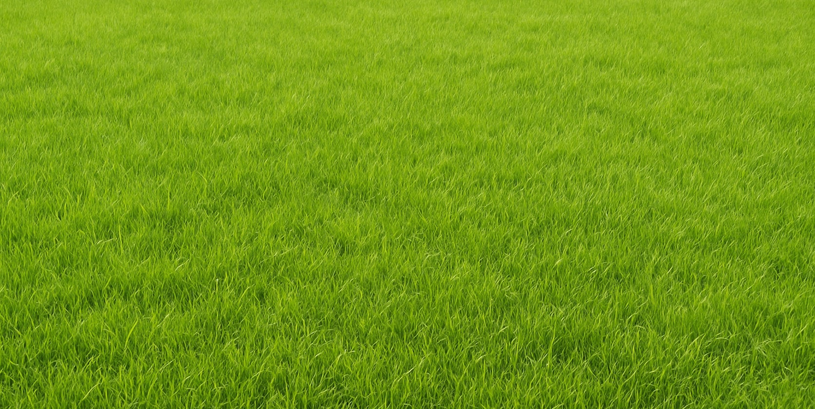 Lush green grass field with dense blades stretching across a flat landscape.