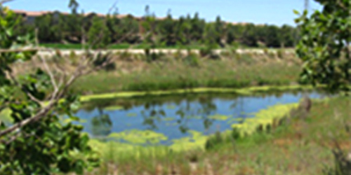 Tranquil pond framed by grasses and trees under a clear sky, with foreground branches framing the scene.
