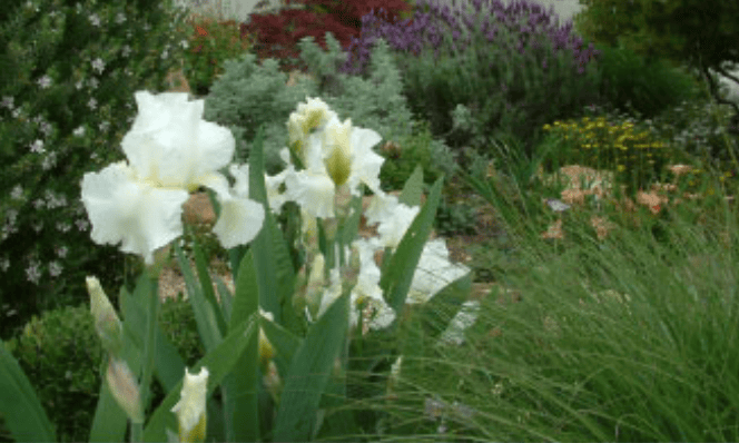 White irises with tall green leaves in a lush garden bed.