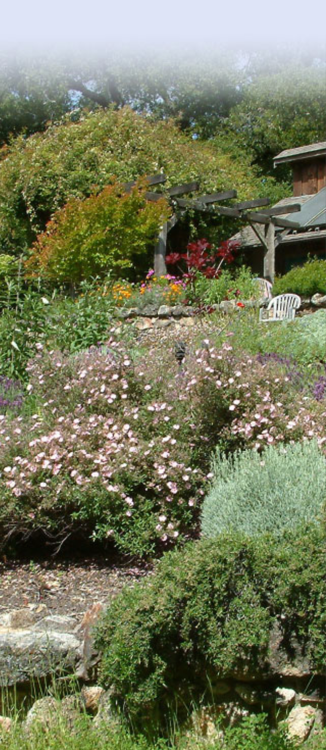 Lush garden with blooming shrubs, a stone border, a wooden pergola, and white chairs.