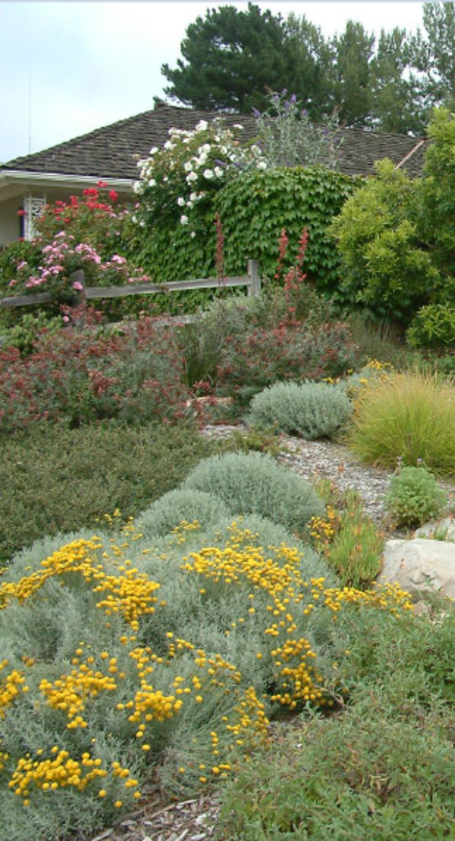 Garden with silvery groundcover and yellow flowers in the foreground, climbing roses on a fence, and a house in the background.