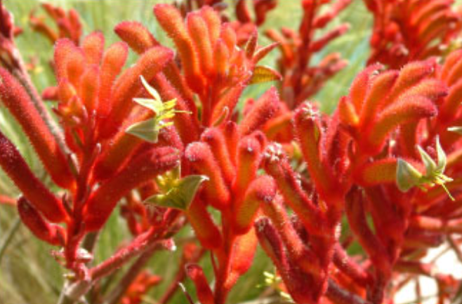 Bright red Celosia flowers with fuzzy plume-like spikes in a sunny garden.