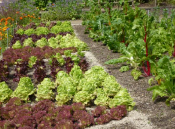 Rows of lettuce in a garden with green and red varieties and a gravel path.