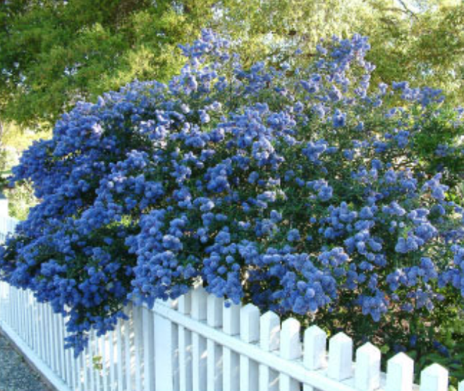 Blue ceanothus shrub blooming beside a white picket fence