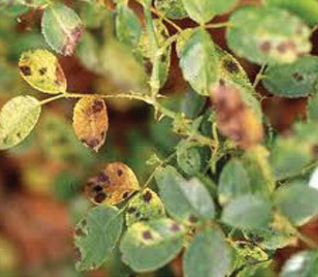 Close-up of a plant's oval leaves showing yellowing and dark spots.