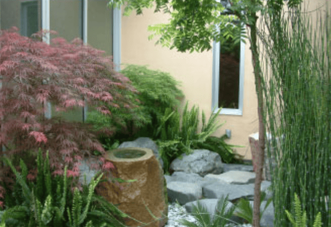 Japanese maple and various green plants around a stone water basin in a courtyard garden