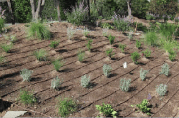Rows of small silvery-green shrubs planted in mulch, with trees in the background.