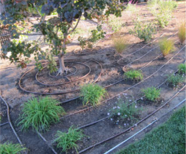 Drip irrigation tubing encircles a mature tree in a mulched garden bed with shrubs and grasses.