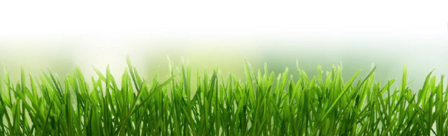 Fresh green grass blades in close-up with a bright, blurred background.