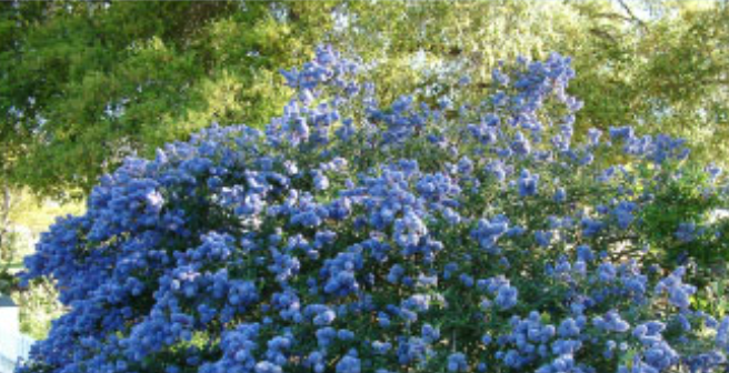 Dense blue hydrangea blossoms in a sunlit garden with green trees in the background.