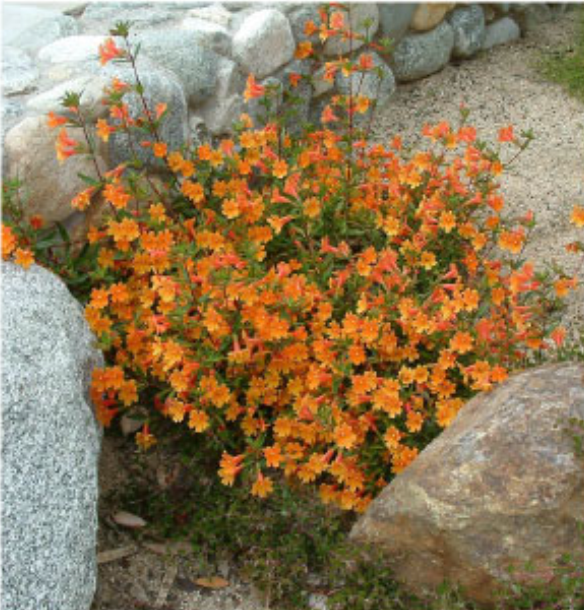 Orange flowering shrub growing among gray rocks in a rock garden.