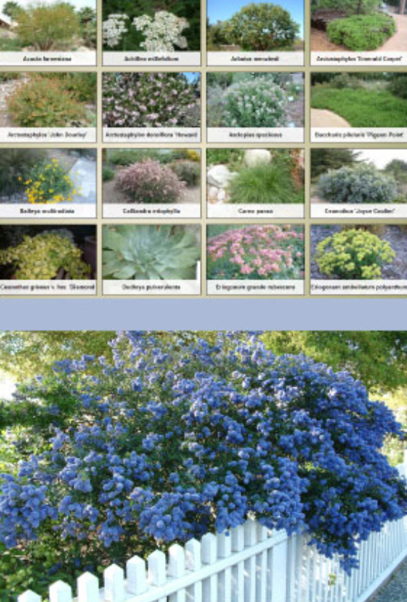 Blue flowering vine cascading over a white picket fence