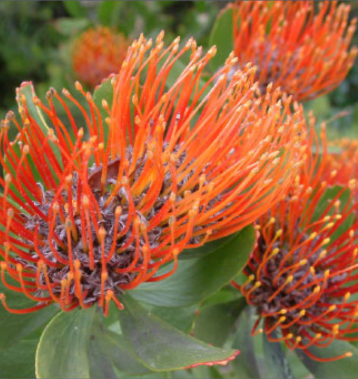 Orange pincushion protea bloom with spiky filaments radiating from a central cone.