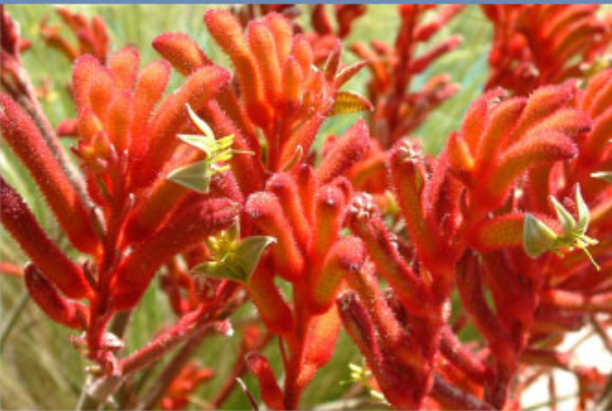 Bright red Indian paintbrush flowers with fuzzy, tubular bracts.