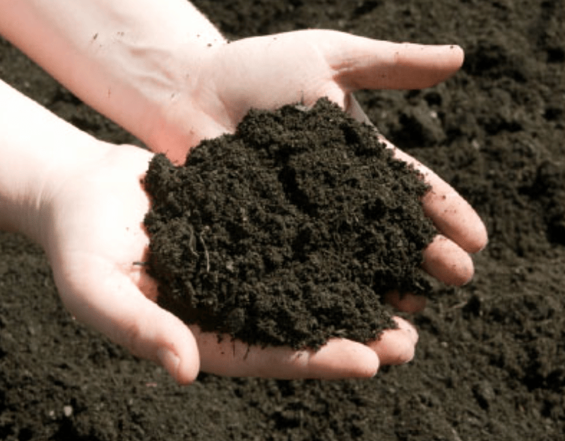 Hands cupping rich, dark soil.