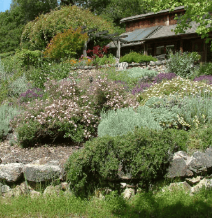 Lush terraced garden with flowering bushes, rocks, and a rustic wooden building in the background.
