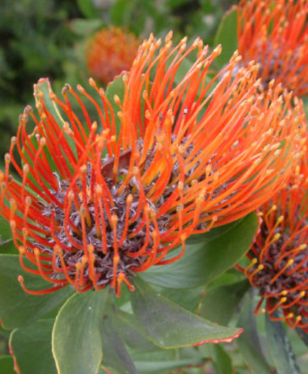 Bright orange pincushion protea flower with spiky filaments and green leaves.