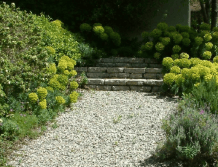 Gravel garden path with stone steps bordered by yellow-green shrubs and lush greenery.