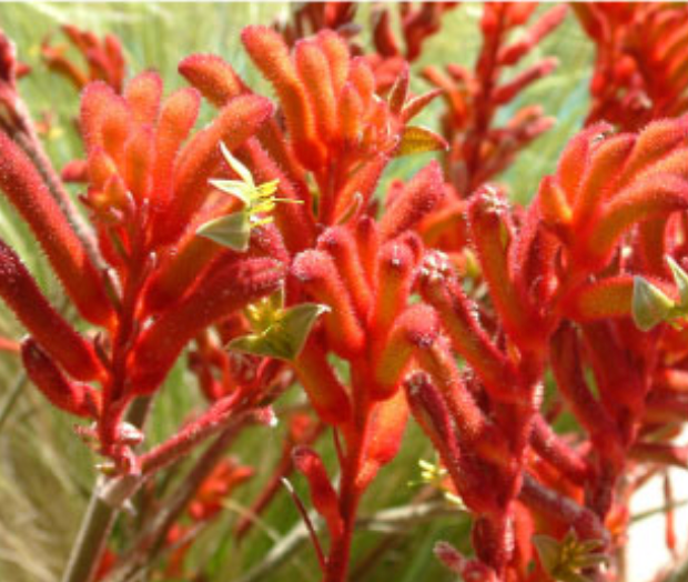 Bright orange-red Kniphofia (red hot poker) flower spikes in a garden.