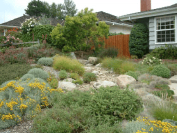 Front yard xeriscape garden with rocks, grasses, and yellow flowering plants beside a suburban house.
