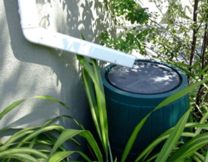 Green rain barrel with a black lid beside a pale wall, surrounded by plants; a white plastic object rests across its top.