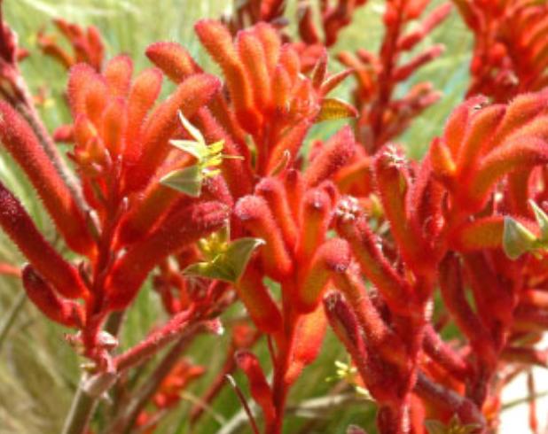 Bright red, feathery Celosia plumes densely clustered in a garden.