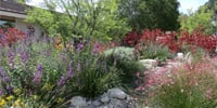 Colorful garden with a winding stone path, lush greenery, and purple, pink, and yellow flowers.