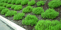 Rows of bright green tufted shrubs planted in evenly spaced beds along a walkway