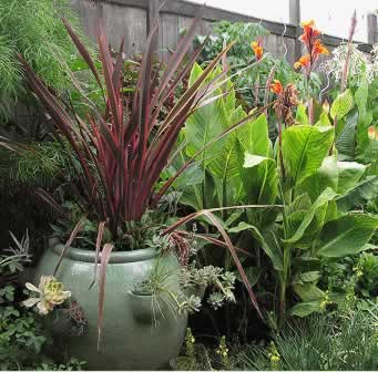Potted red Cordyline with long burgundy leaves in a lush tropical garden beside bird-of-paradise plants.