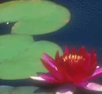 Pink water lily bloom near green lily pads on dark water