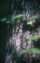 Dark forest scene with a moss-covered tree trunk and vibrant green leaves.