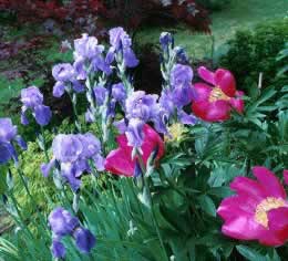 Purple irises beside pink peonies in a garden bed