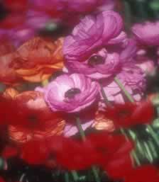 Close-up of pink and red ranunculus blossoms in a sunlit bouquet