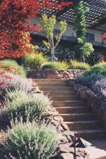 Stone garden steps lined with lavender and shrubs lead to a shaded pergola.