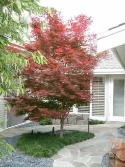 Red-leaf Japanese maple in a modern courtyard garden beside a white building and a stone path.