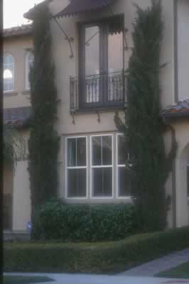 Residential building facade with two tall evergreen trees flanking a large ground-floor window and a small balcony above.