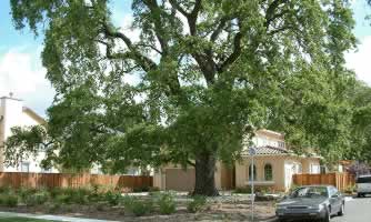 Large mature deciduous tree shading a suburban front yard with a brick house and a parked car.