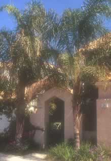 Small house with arched doorway, stucco walls, and tall palm trees in front.