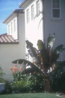 White two-story house with a tiled roof and a large tropical plant in the front yard.