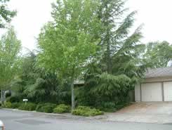 Residential street lined with mature trees and a driveway leading to a garage.